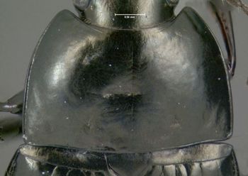 Media type: image;   Entomology 614415 Aspect: pronotum dorsal